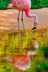 View of a bird drinking water