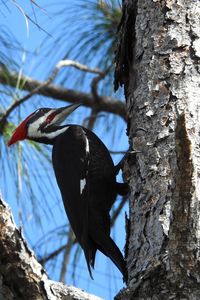 Low angle view of bird perching on tree