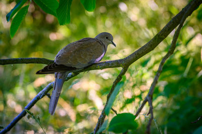 Close-up of bird perching on branch