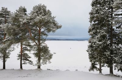 Pine trees on snow covered land against sky