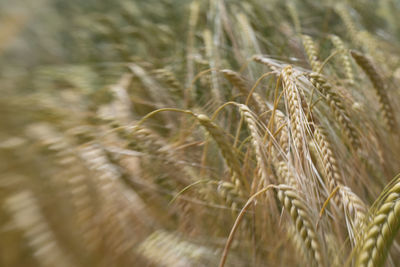 Close-up of wheat growing on field