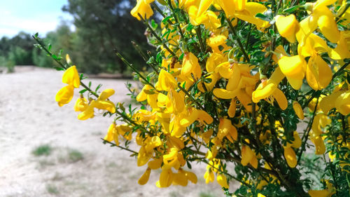 Close-up of yellow flowering plants on field