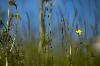 Close-up of yellow crocus blooming on field