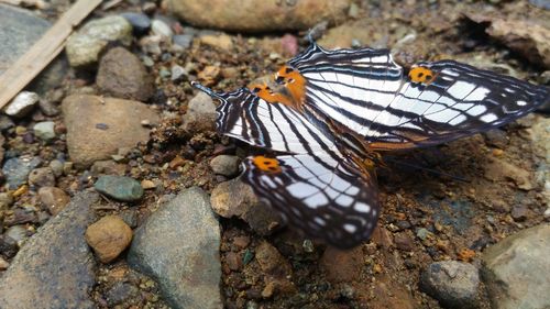 High angle view of butterfly on rock