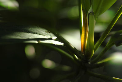 Close-up of insect on plant