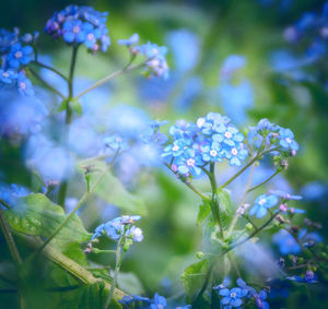 Close-up of fresh flowers blooming on tree