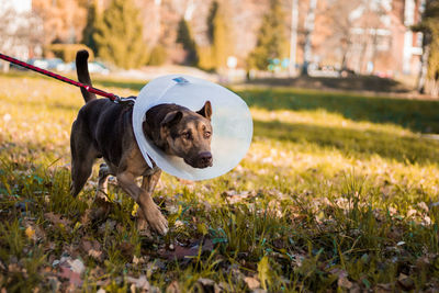 Dog running on field