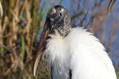 Close-up of a bird