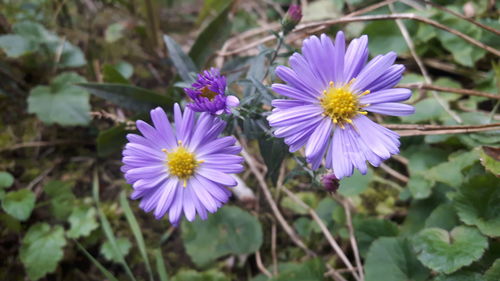 Close-up of purple flowers