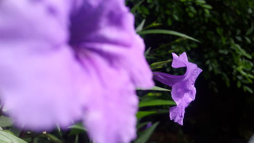 Close-up of purple flowers blooming outdoors