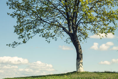 Tree on landscape against the sky