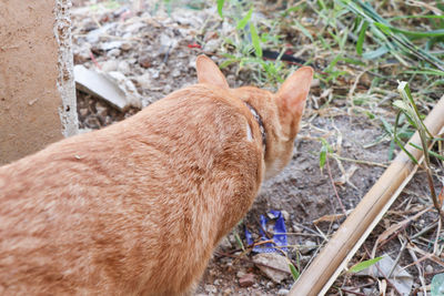 High angle view of cat standing on ground