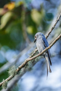 Close-up of bird perching on branch