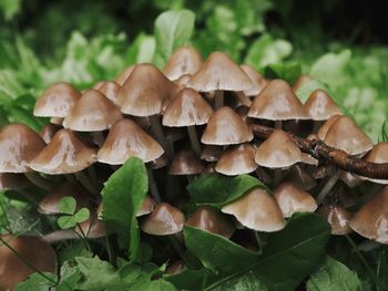 Close-up of mushrooms growing on land