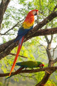 Low angle view of parrot perching on tree