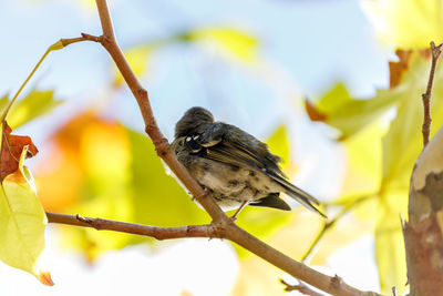 Close-up of bird perching on branch