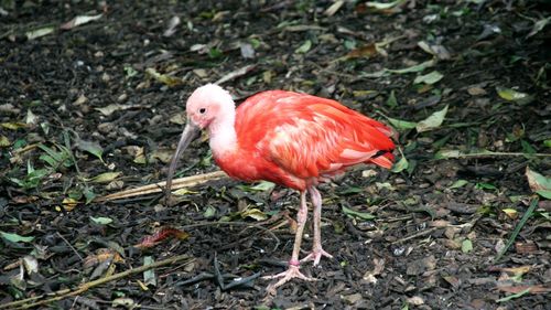 Close-up of rooster standing on field