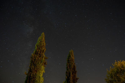 Low angle view of trees against sky at night