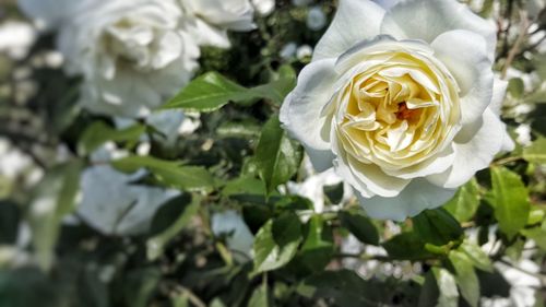 Close-up of white rose
