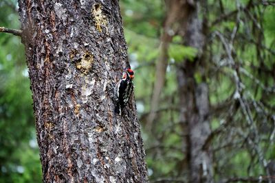 Close-up of insect on tree trunk