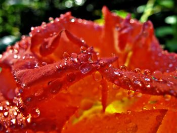 Close-up of wet red flower