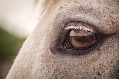 Close-up of cow