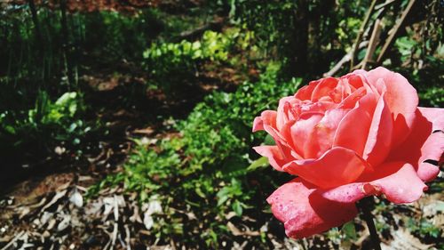 Close-up of rose blooming outdoors