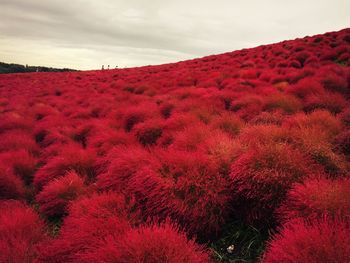 Red flowers growing on field against sky