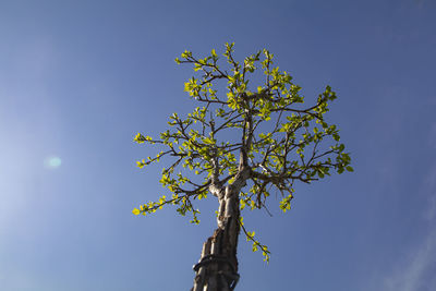 Low angle view of flowering tree against clear blue sky