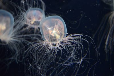 Close-up of jellyfish