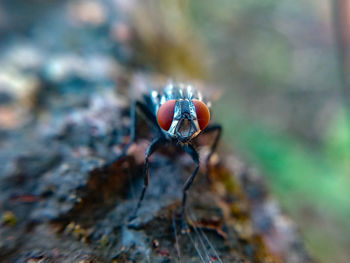 Close-up of insect on land