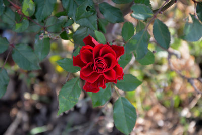 Close-up of red flowers blooming outdoors