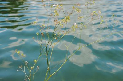 Close-up of flowering plants in lake