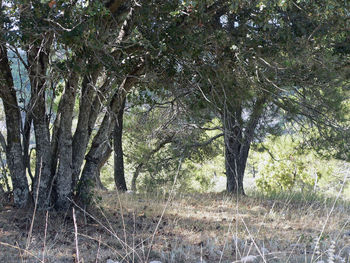 Trees on landscape