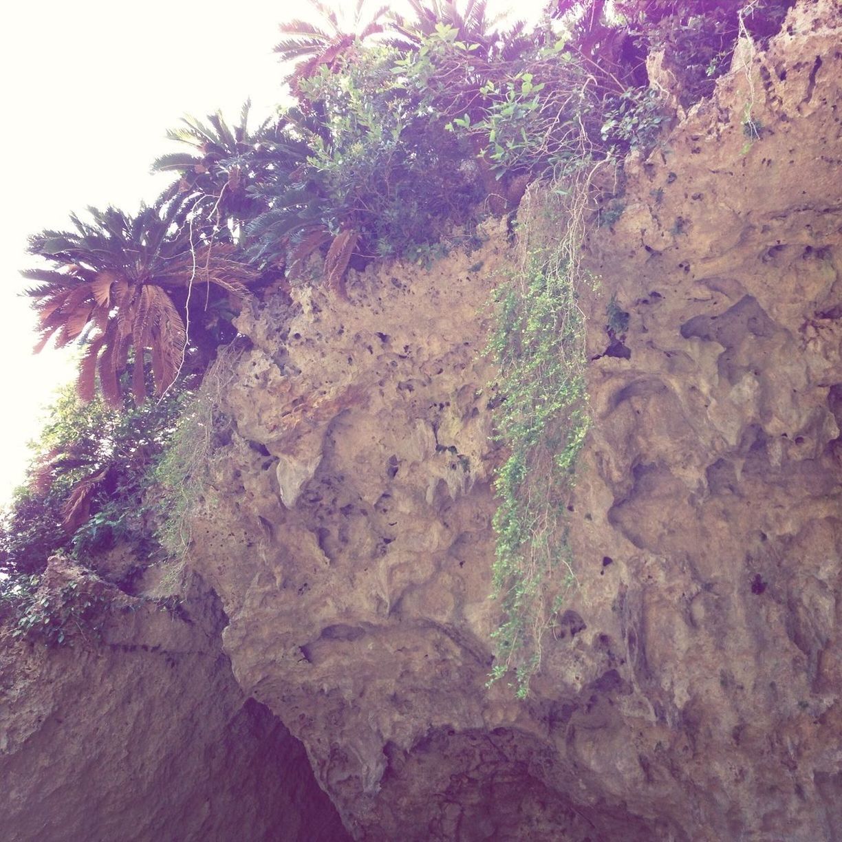 tree, growth, nature, rock - object, tranquility, rock formation, beauty in nature, plant, tranquil scene, scenics, low angle view, day, sunlight, rock, clear sky, outdoors, growing, no people, branch, non-urban scene