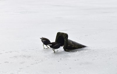 View of an animal on snow covered land