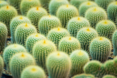 Full frame shot of succulent plant