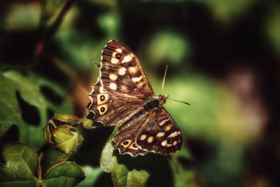 Close-up of butterfly on plant