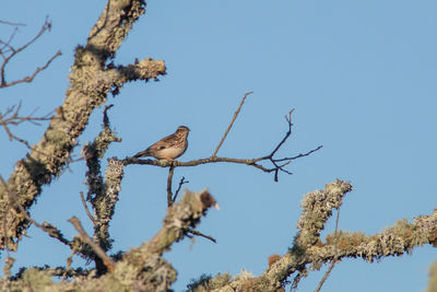 Low angle view of bird perching on tree