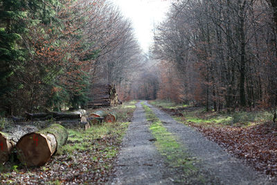 Surface level of footpath amidst trees in forest