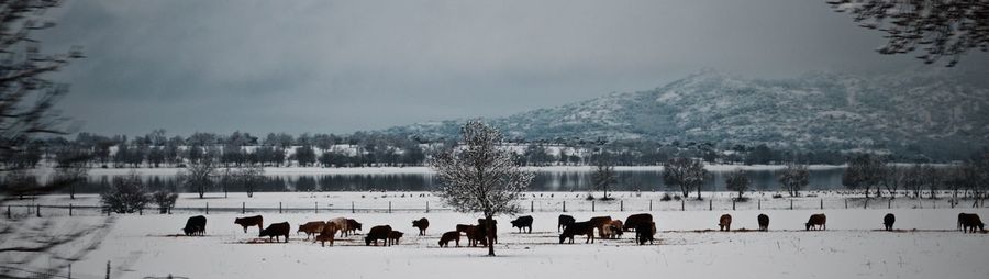 Horses on snow covered landscape against sky