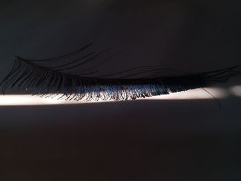 Close-up of feather against black background