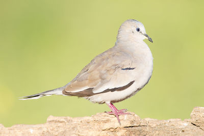 Close-up of bird perching