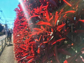 Close-up of red flowering plants