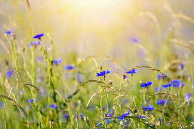 Close-up of purple flowering plants on land