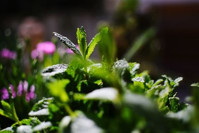 Close-up of plant