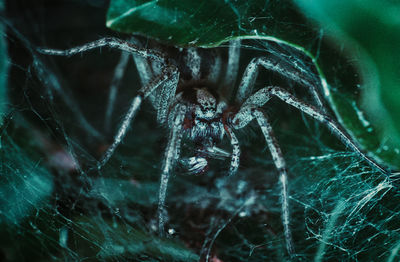 Close-up of spider on web