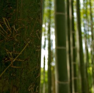 Close-up of tree trunk in forest