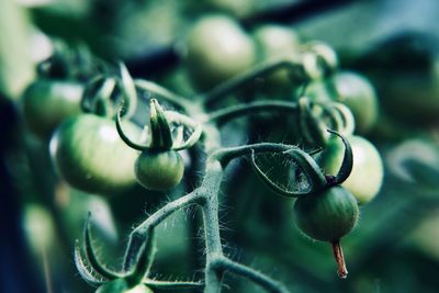 Close-up of fruit growing on plant