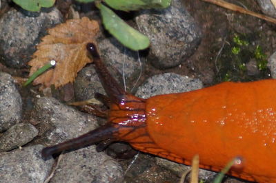 Close-up of a lizard